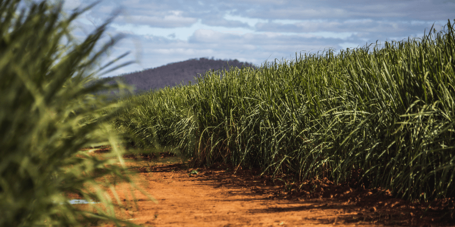 Você está visualizando atualmente Das raízes da cana ao orgulho de Minas: o legado da Seleta
